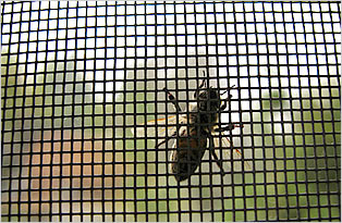 Aluminum Insect Screen