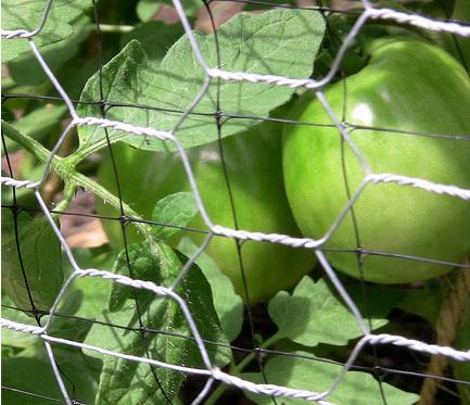 hexagonal wire mesh for greenery