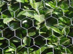 hexagonal wire mesh for greenery